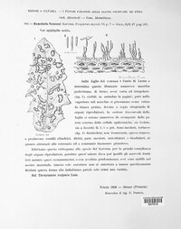 Ramularia lapsanae image